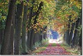 Herfstkleuren Beverbeek 3